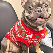 Bleu is registered to the contest to win money with this photo: dog, french_bulldog, sweater, red_sweater, christmas_sweater, holiday, pet, smiling, chair, indoor, cute, animal, canine, happy, portrait, seated, short_hair, ears_up, friendly, domestic_animal