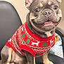 dog, french_bulldog, sweater, red_sweater, christmas_sweater, holiday, pet, smiling, chair, indoor, cute, animal, canine, happy, portrait, seated, short_hair, ears_up, friendly, domestic_animal