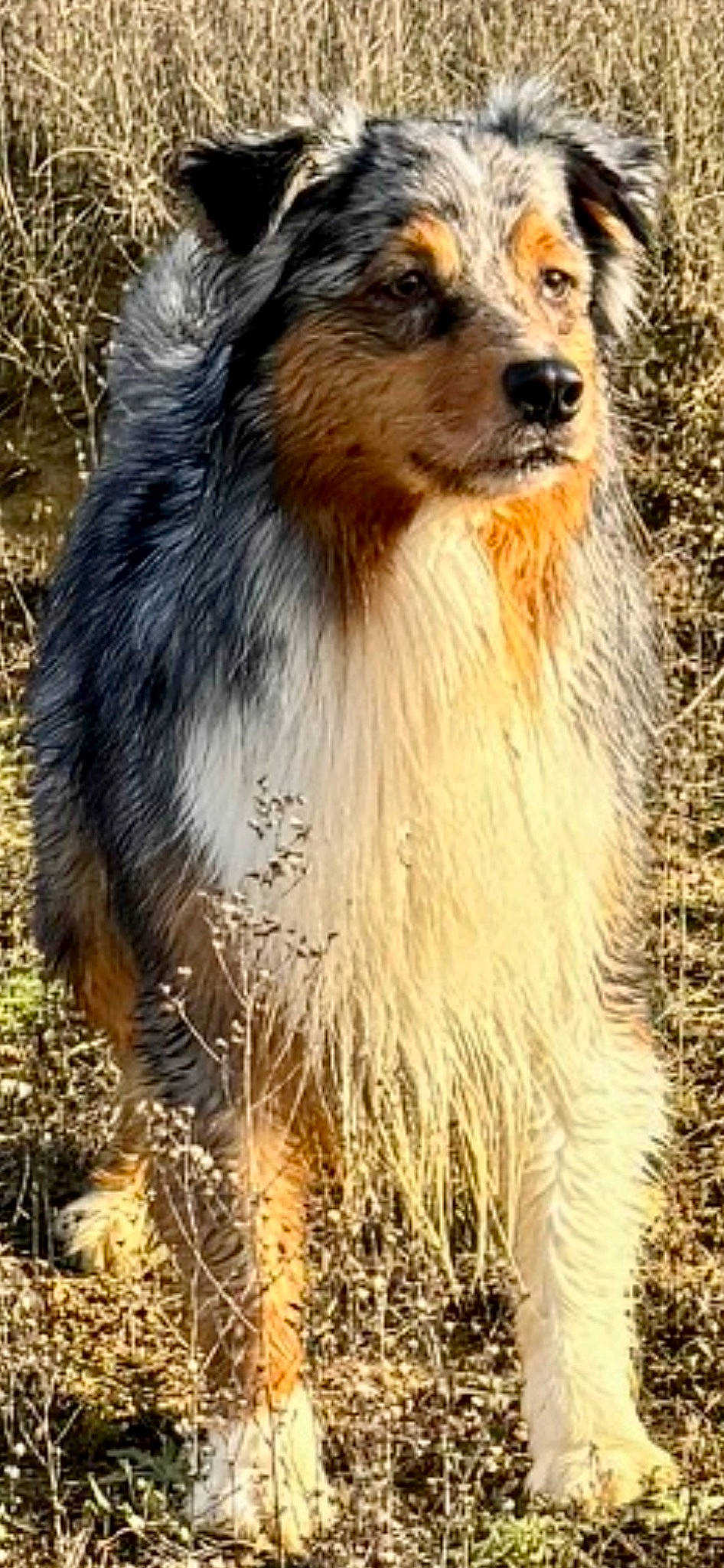 Rebel a rejoint le concours — aidez-le/la à gagner de superbes lots ! ancient_dog_breeds, canidae, carnivore, companion_dog, dog, dog_breed, fawn, fur, giant_dog_breed, grass, light, snout, sporting_group, terrestrial_animal, tree, whiskers, wildlife, wood, working_animal, working_dog