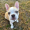 Gus is registered to the contest to win money with this photo: adorable, animal, canine, cute, dog, ears, face, french_bulldog, fur, grass, looking_up, mammal, nature, outdoor, pet, portrait, puppy, small, walking, young
