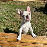 Gus joined the competition — help win amazing prizes! animal, canine, curious, daylight, dog, fence, french_bulldog, front_paws, grass, looking_up, nature, outdoor, pet, playful, puppy, small_dog, sunlight, wood, yard, young