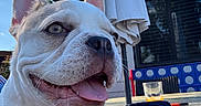 Gus is registered to the contest to win money with this photo: bandage, blue_sky, canine, close_up, dog, drink, french_bulldog, happy, leg, outdoor, patio, person, pet, relaxing, smiling, summer, sunny, table, tongue_out, umbrella