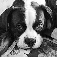 Achille participe au concours pour gagner de l'argent avec cette photo : dog, close_up, black_and_white, face, nose, eyes, resting, cushion, floral, pet, animal, fur, portrait, cute, indoor, expression, whiskers, snout, ears, calm