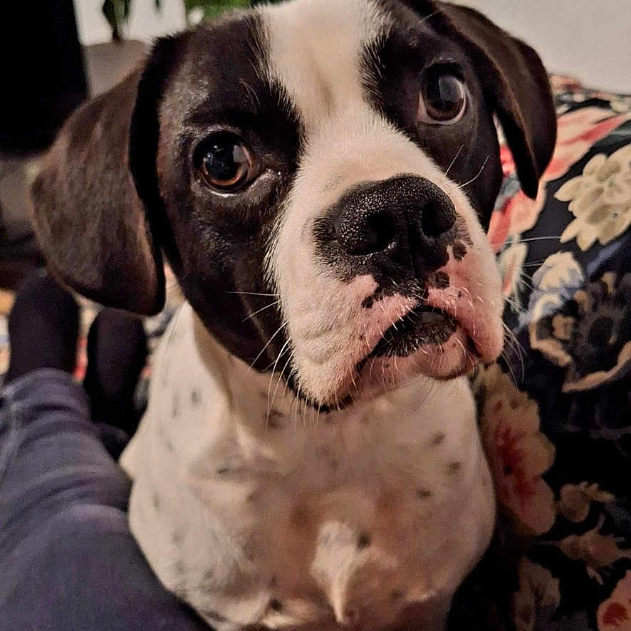 Achille a rejoint le concours — aidez-le/la à gagner de superbes lots ! black_and_white, close_up, couch, cozy, curious, dog, face, floral_pattern, home, indoor, legs, living_room, nostrils, pants, person, pet, plant, portrait, seated, whiskers