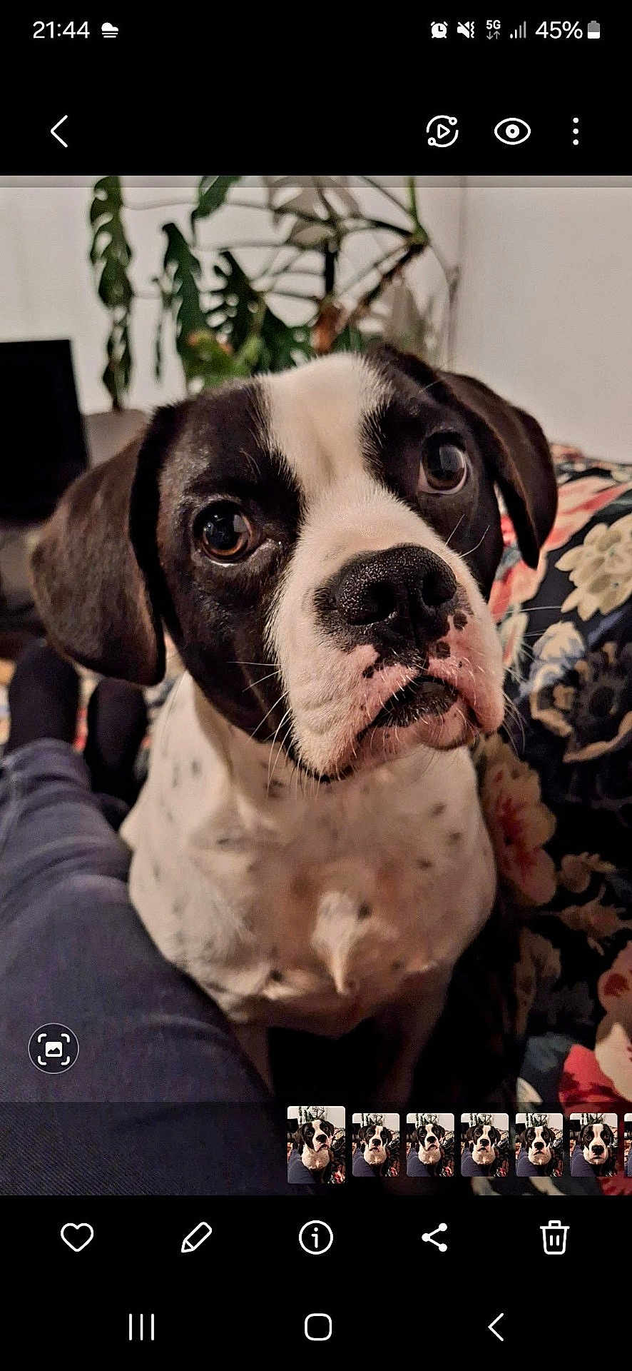 Achille a rejoint le concours — aidez-le/la à gagner de superbes lots ! dog, black_and_white, close_up, pet, indoor, couch, floral_pattern, plant, person, legs, pants, curious, face, nostrils, whiskers, seated, home, living_room, cozy, portrait