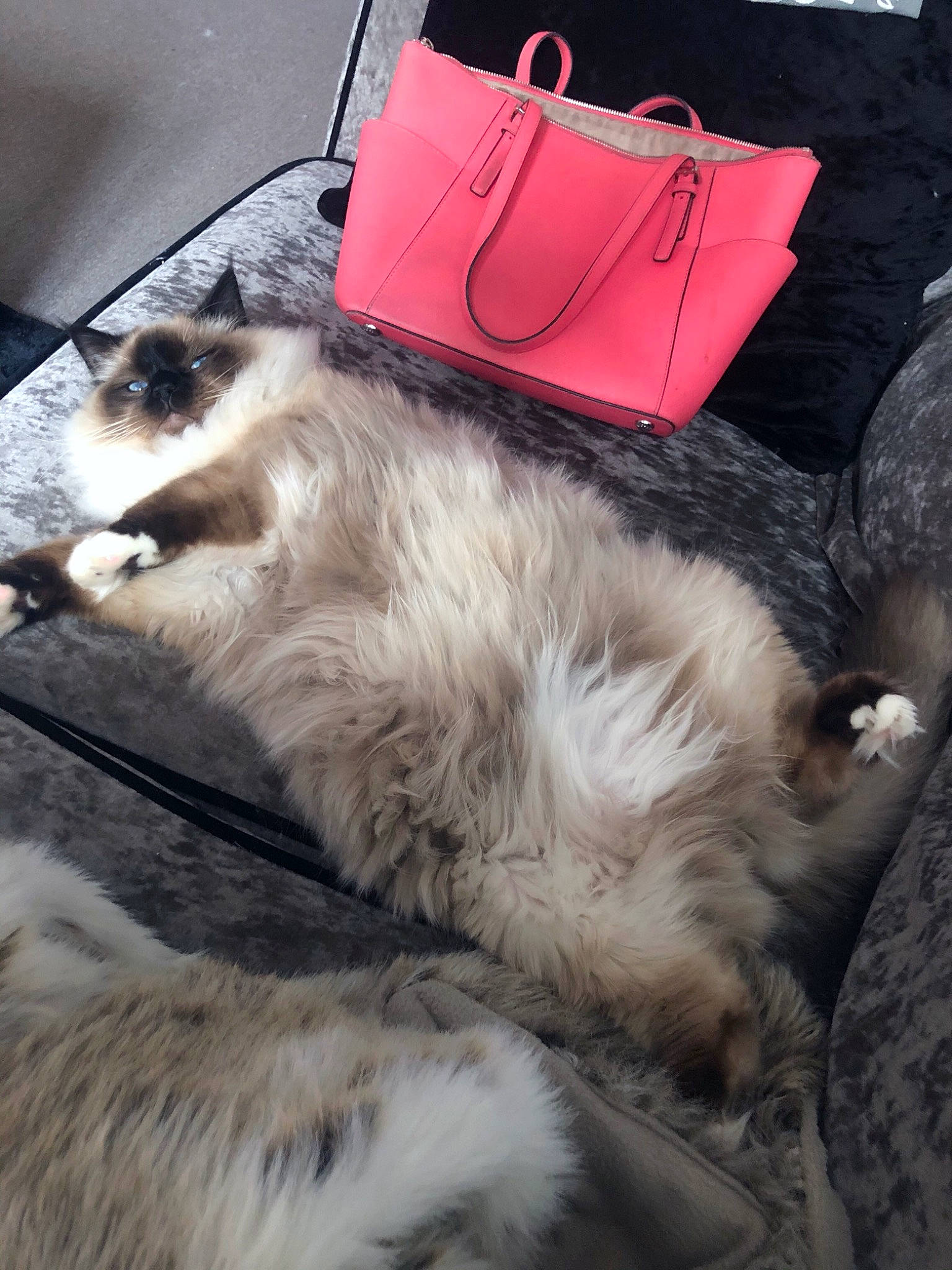 Kingsley joined the competition — help win amazing prizes! australian_shepherd, canidae, carnivore, cat, dog, dog_breed, fur