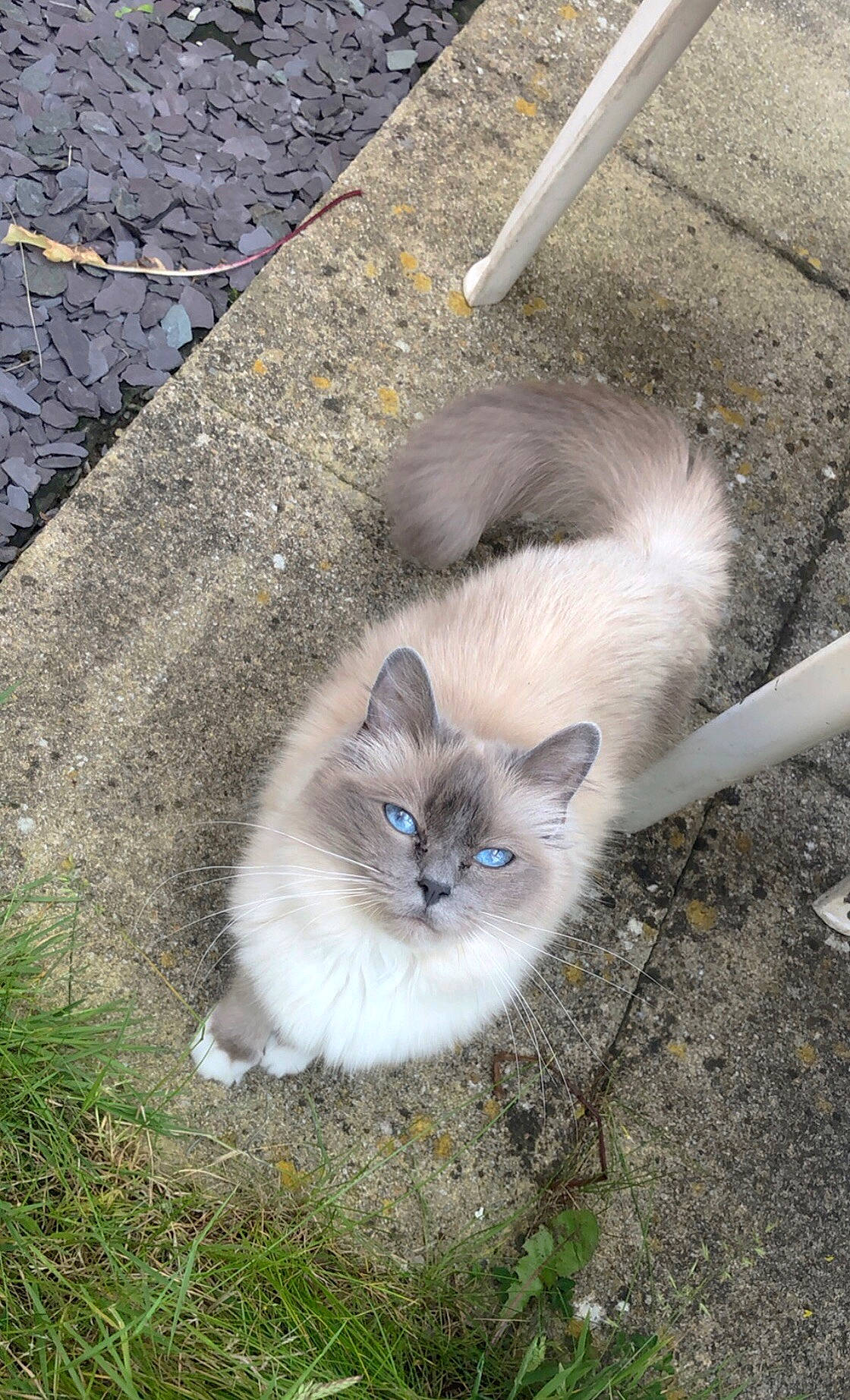 Nellie joined the competition — help win amazing prizes! asian_semi_longhair, birman, british_semi_longhair, carnivore, cat, domestic_long_haired_cat, domestic_short_haired_cat, eye, felidae, grass, kitten, mammal, norwegian_forest_cat, ojos_azules, persian, ragamuffin, ragdoll, small_to_medium_sized_cats, tail, whiskers