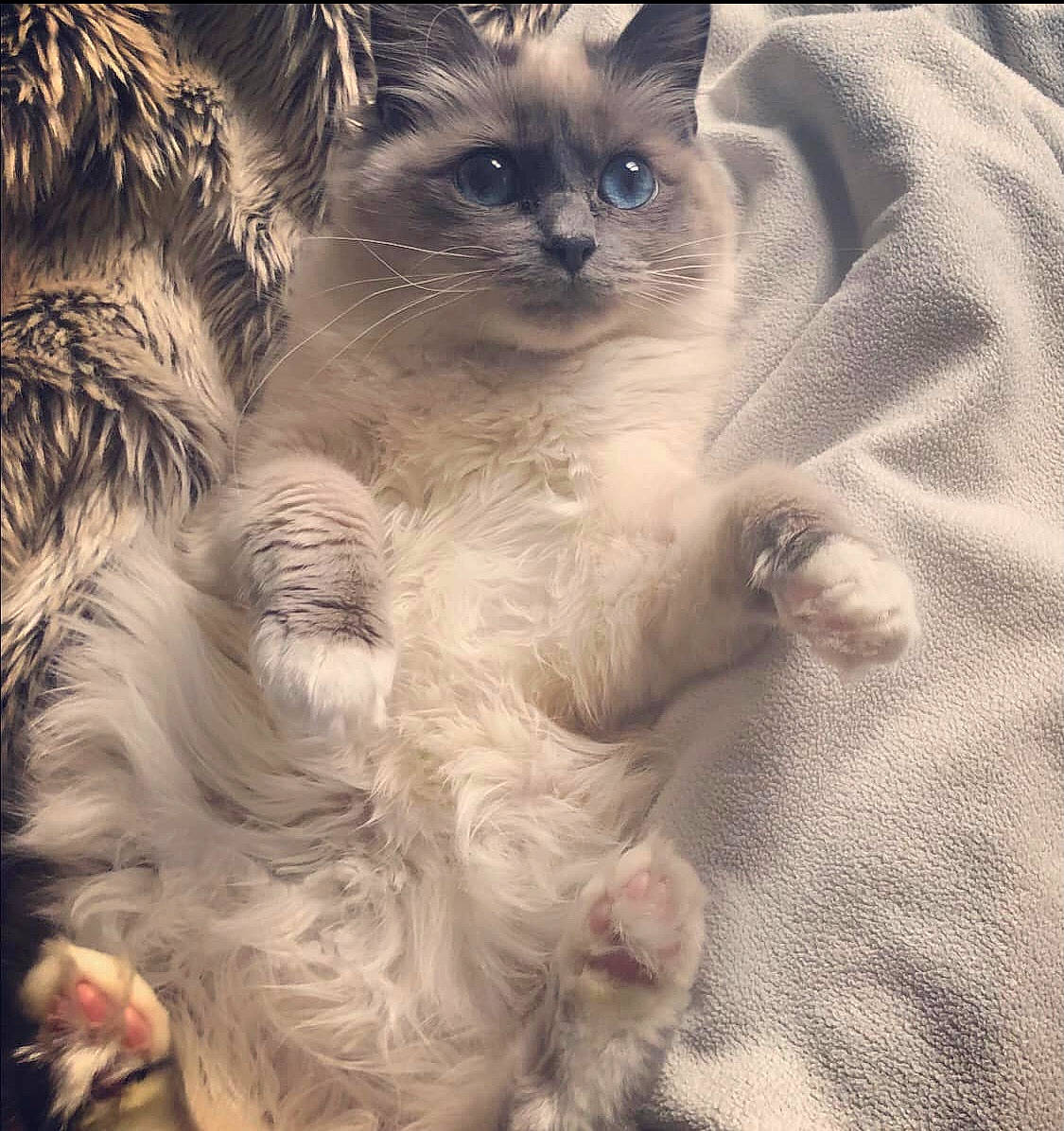 Nellie joined the competition — help win amazing prizes! american_curl, balinese, birman, british_longhair, british_semi_longhair, carnivore, cat, domestic_long_haired_cat, eye, fawn, felidae, fur, kitten, mammal, ragamuffin, ragdoll, siberian, small_to_medium_sized_cats, vertebrate, whiskers