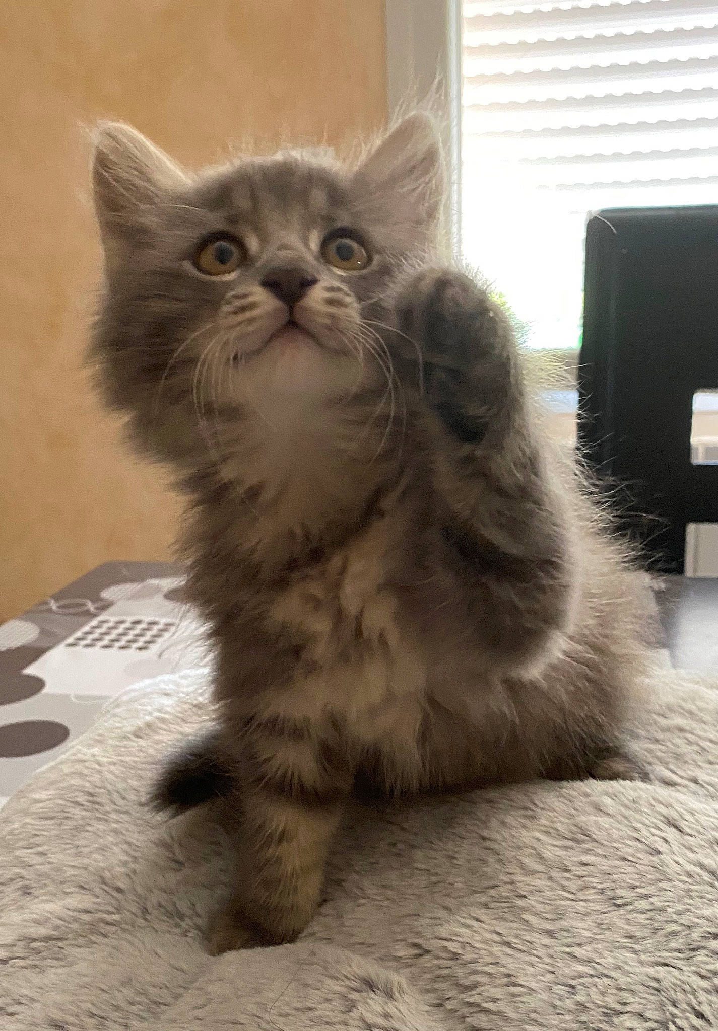 Tara a rejoint le concours — aidez-le/la à gagner de superbes lots ! british_longhair, carnivore, cat, claw, comfort, domestic_short_haired_cat, fawn, felidae, flooring, fur, grey, paw, small_to_medium_sized_cats, snout, tail, terrestrial_animal, whiskers, window, window_blind, working_animal