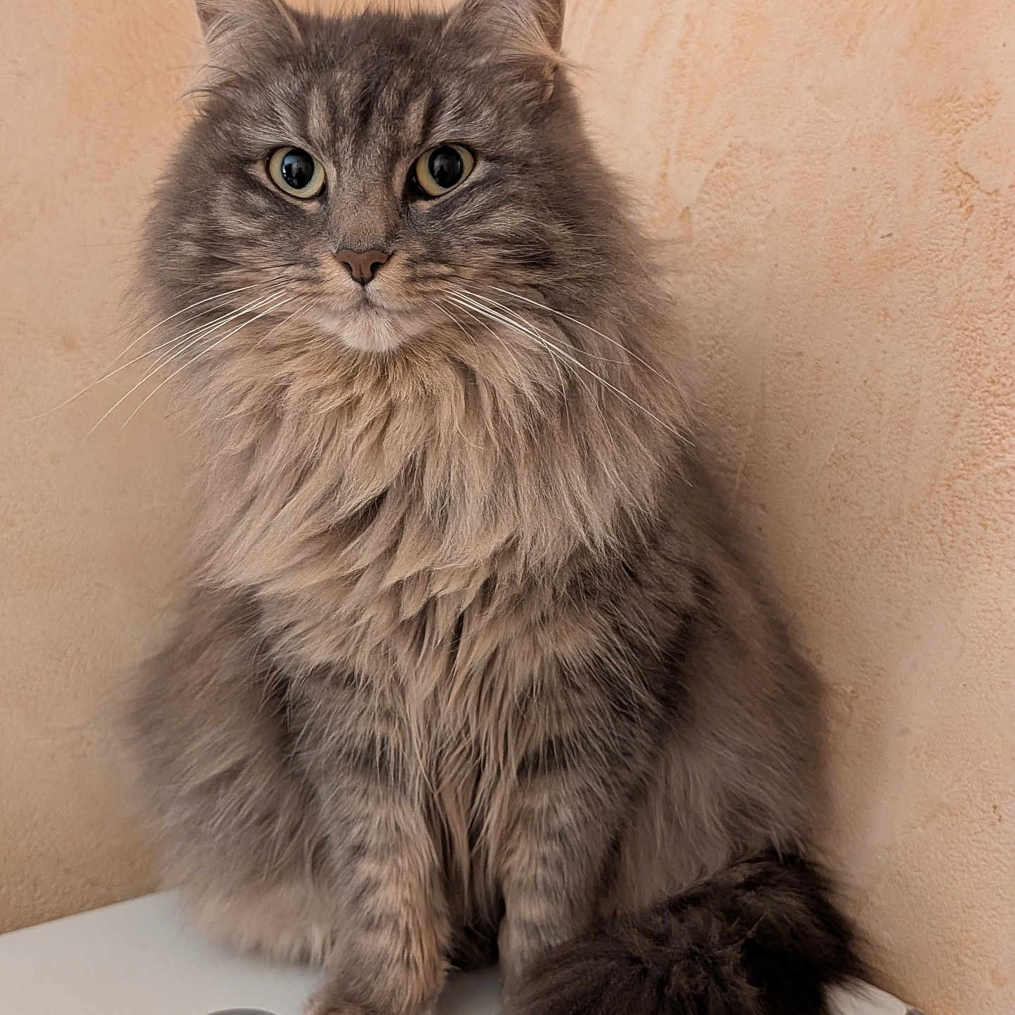Tara participe au concours pour gagner de l'argent avec cette photo : abyssinian, angora, animal, box, cat, computer, computerhardware, electronics, hardware, hardwood, kitten, laptop, manx, pc, pet, plywood, siamese, wood