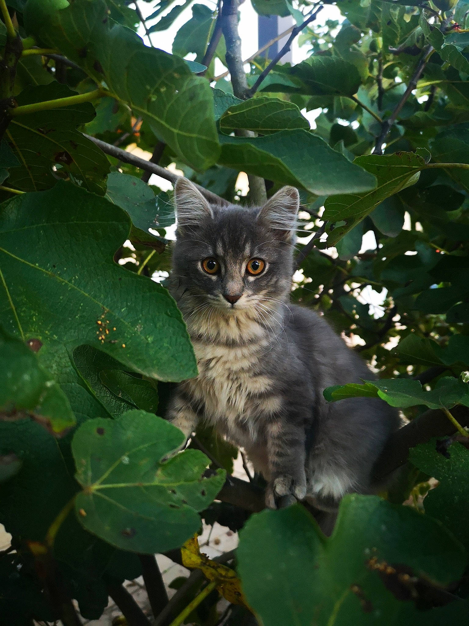 Tara a rejoint le concours — aidez-le/la à gagner de superbes lots ! annual_plant, carnivore, cat, domestic_short_haired_cat, felidae, flowering_plant, fur, grass, groundcover, herb, plant, plant_stem, small_to_medium_sized_cats, tail, terrestrial_animal, terrestrial_plant, tree, twig, whiskers, wildlife