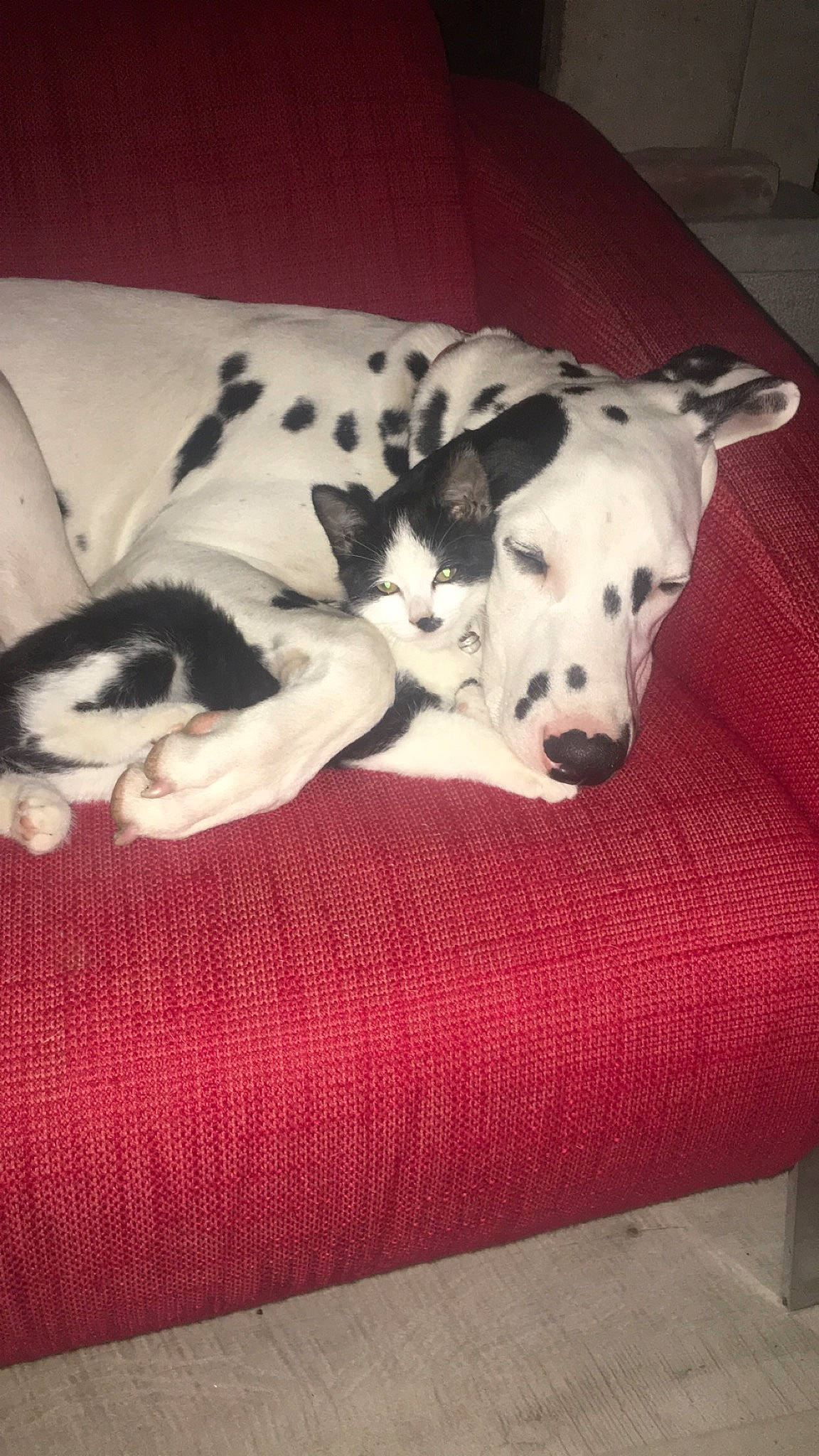 Rocket a rejoint le concours — aidez-le/la à gagner de superbes lots ! braque_dauvergne, canidae, carnivore, dalmatian, dog, dog_breed, fawn, great_dane, guard_dog, mammal, non_sporting_group, pointer, sporting_group, vertebrate