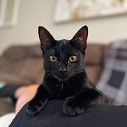 Buddy joined the competition — help win amazing prizes! black_cat, cat, pet, animal, indoor, living_room, couch, blurred_background, feline, fur, whiskers, ears, eyes, close_up, resting, person, lap, cozy, domestic, cute