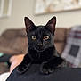 black_cat, cat, pet, animal, indoor, living_room, couch, blurred_background, feline, fur, whiskers, ears, eyes, close_up, resting, person, lap, cozy, domestic, cute