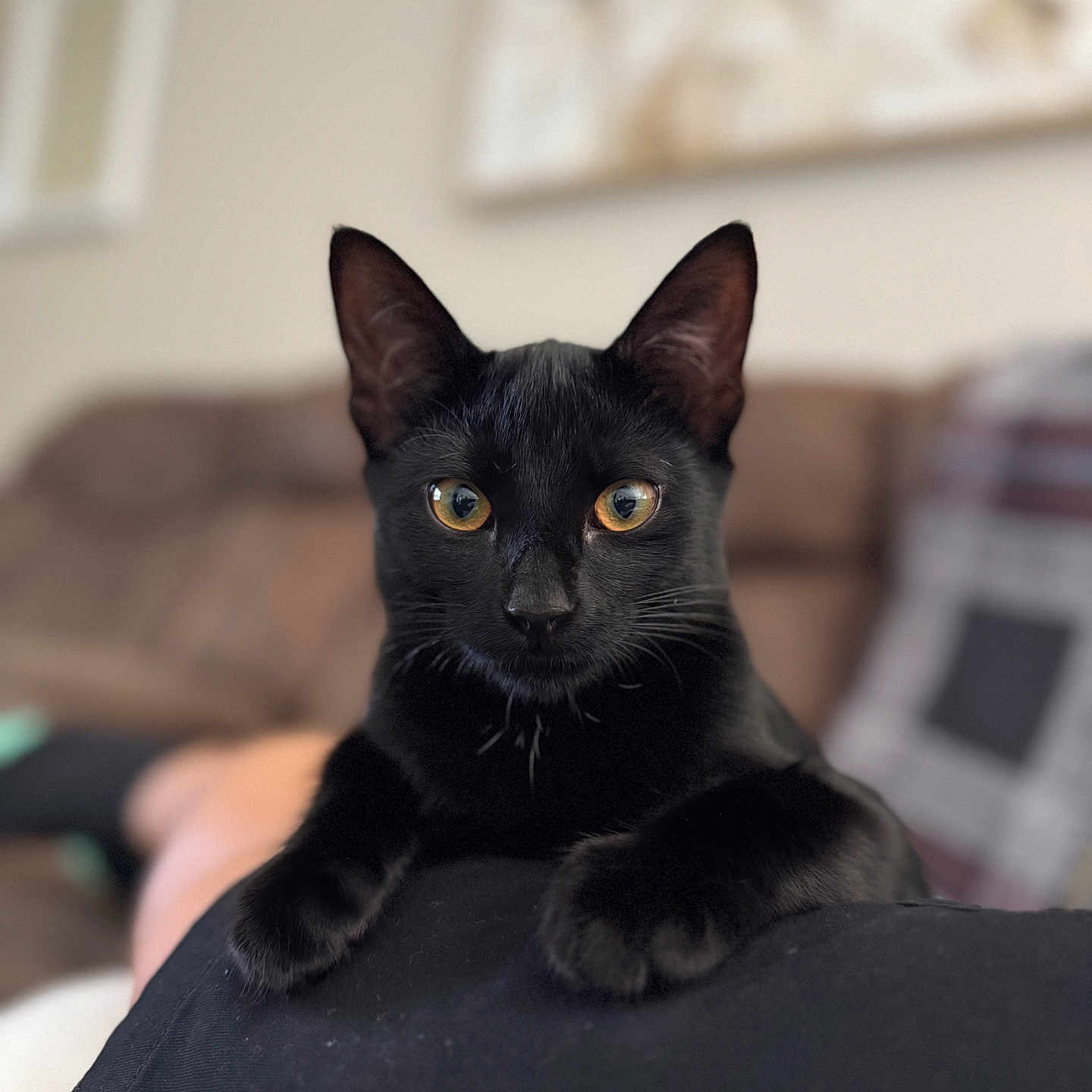 Buddy joined the competition — help win amazing prizes! animal, black_cat, blurred_background, cat, close_up, couch, cozy, cute, domestic, ears, eyes, feline, fur, indoor, lap, living_room, person, pet, resting, whiskers