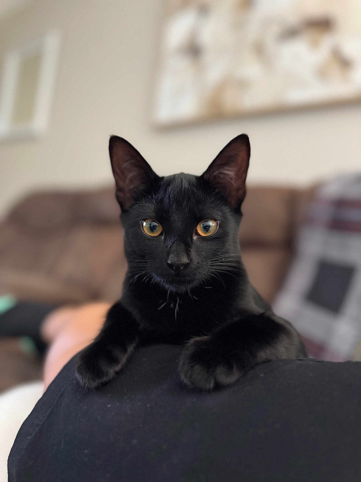 Buddy joined the competition — help win amazing prizes! black_cat, cat, pet, animal, indoor, living_room, couch, blurred_background, feline, fur, whiskers, ears, eyes, close_up, resting, person, lap, cozy, domestic, cute