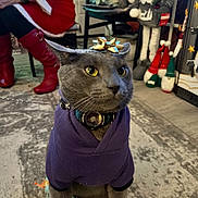 Hades joined the competition — help win amazing prizes! cat, gray_cat, purple_hoodie, gold_bow, indoor, holiday, christmas_decorations, person, red_boots, carpet, chair, plush_toy, festive, pet, animal, costume, collar, leash, floor, decor