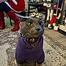 cat, gray_cat, purple_hoodie, gold_bow, indoor, holiday, christmas_decorations, person, red_boots, carpet, chair, plush_toy, festive, pet, animal, costume, collar, leash, floor, decor