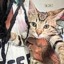 Milo is registered to the contest to win money with this photo: kitten, tabby, cat, pet, hand, tattoo, person, white_shirt, text_on_shirt, dreadlocks, indoor, closeup, curious, feline, animal, striped_fur, face, ears, whiskers, holding