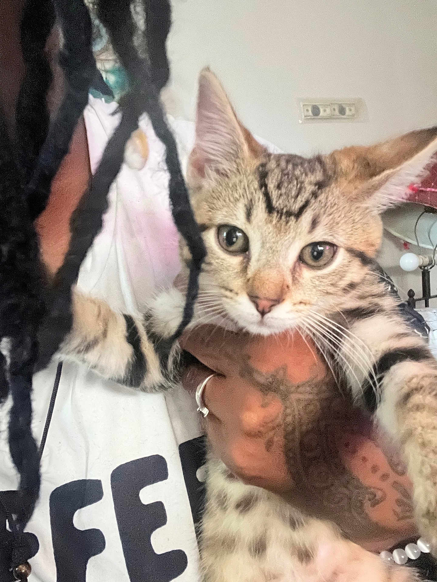 Milo is registered to the contest to win money with this photo: kitten, tabby, cat, pet, hand, tattoo, person, white_shirt, text_on_shirt, dreadlocks, indoor, closeup, curious, feline, animal, striped_fur, face, ears, whiskers, holding