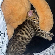 Milo is registered to the contest to win money with this photo: kitten, tabby, sleeping, cat, stuffed_animal, teddy_bear, blanket, cozy, fur, pet, resting, cute, animal, indoor, soft, nap, striped, young, comfort, relaxed