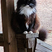 Jerry joined the competition — help win amazing prizes! cat, animal, fluffy, black_and_white, outdoor, wood, railing, pet, feline, tail, sitting, nature, greenery, fur, whiskers, tree, branch, daylight, portrait, eyes