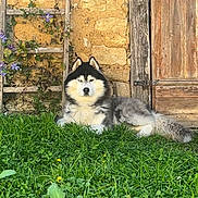 Sensei participe au concours pour gagner de l'argent avec cette photo : dog, siberian_husky, grass, flower, greenery, stone_wall, wooden_door, outdoor, pet, animal, canine, resting, nature, sunlight, garden, flora, fur, leaves, plant, quiet