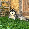 dog, siberian_husky, grass, flower, greenery, stone_wall, wooden_door, outdoor, pet, animal, canine, resting, nature, sunlight, garden, flora, fur, leaves, plant, quiet