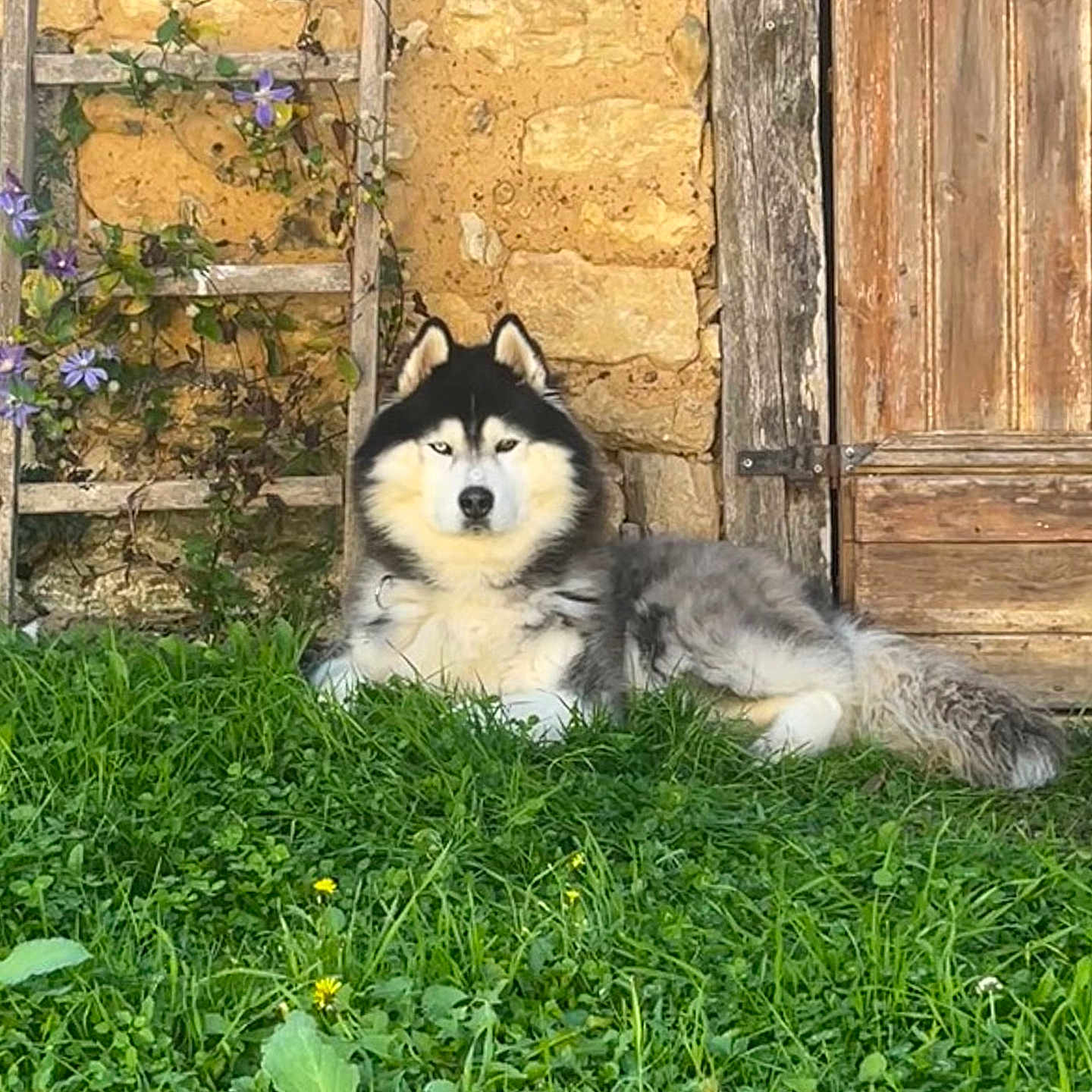 Sensei participe au concours pour gagner de l'argent avec cette photo : dog, siberian_husky, grass, flower, greenery, stone_wall, wooden_door, outdoor, pet, animal, canine, resting, nature, sunlight, garden, flora, fur, leaves, plant, quiet