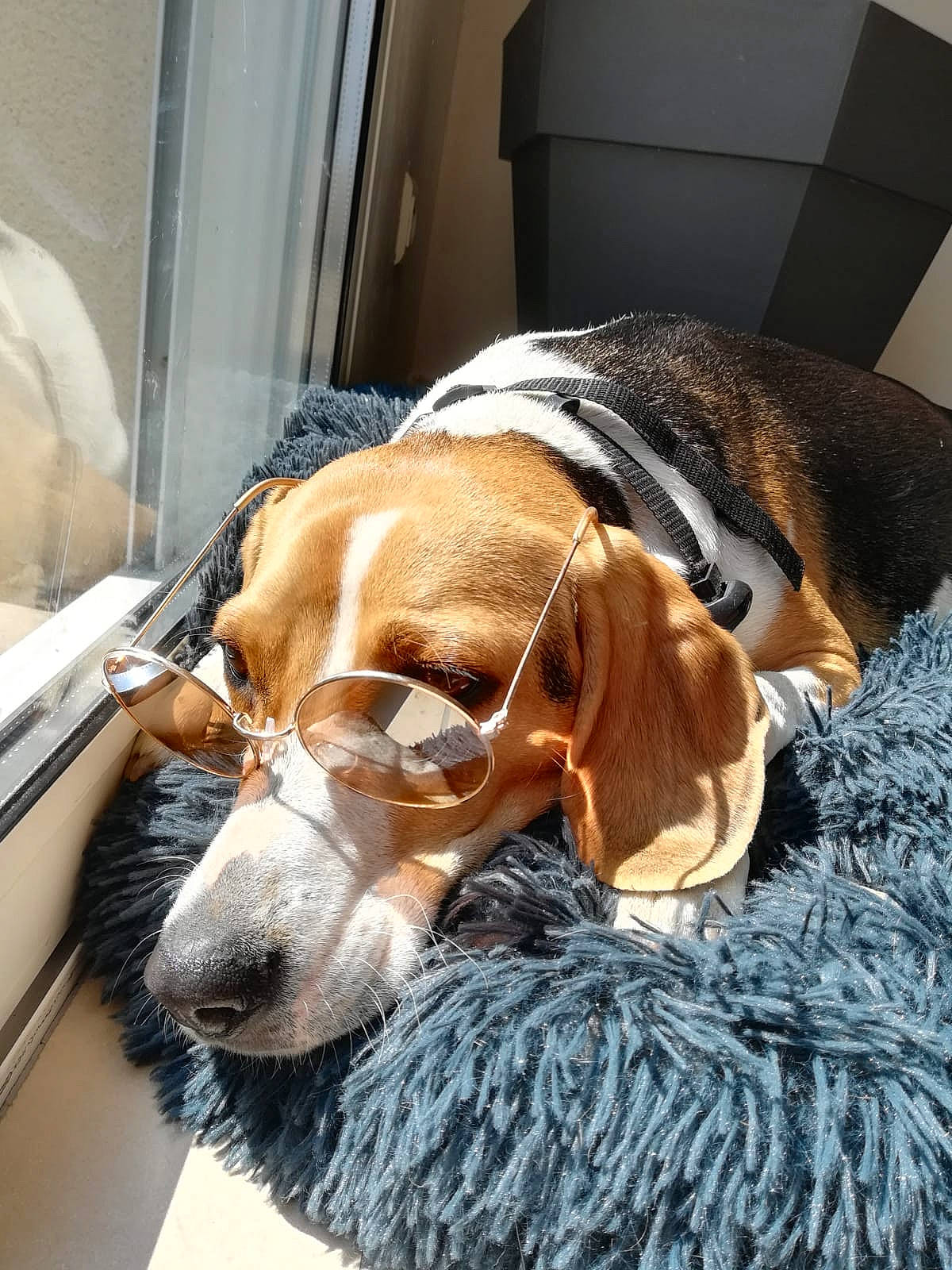 Roxie a rejoint le concours — aidez-le/la à gagner de superbes lots ! basset_hound, canidae, carnivore, collar, comfort, companion_dog, dog, dog_breed, fawn, fur, hound, liver, mammal, pet_supply, scent_hound, snout, sporting_group, vertebrate, whiskers, working_animal