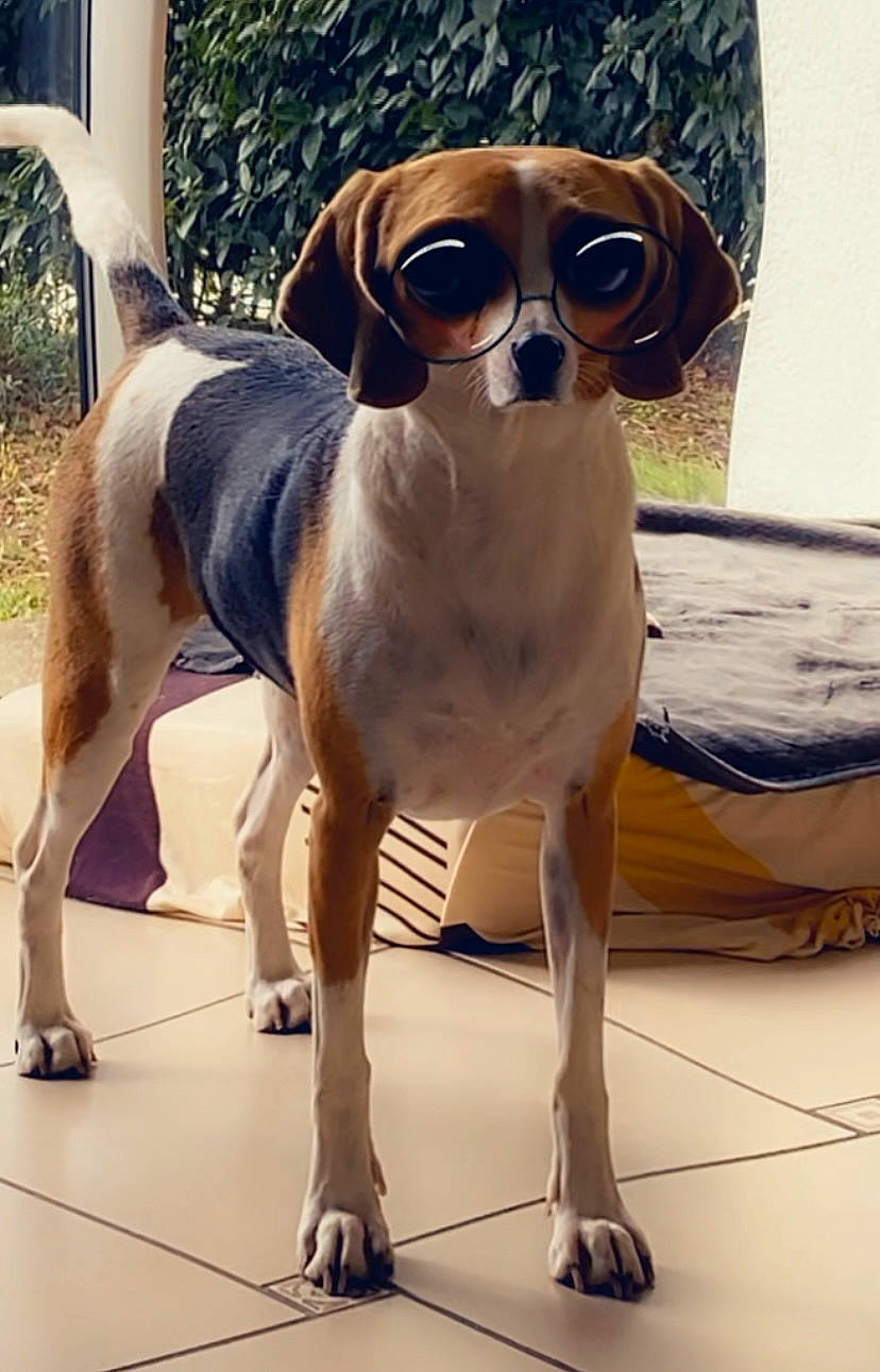 Roxie a rejoint le concours — aidez-le/la à gagner de superbes lots ! canidae, carnivore, collar, companion_dog, dog, dog_breed, dog_collar, eyewear, fawn, flooring, glasses, goggles, liver, personal_protective_equipment, pet_supply, snout, sporting_group, sunglasses, vision_care, working_animal