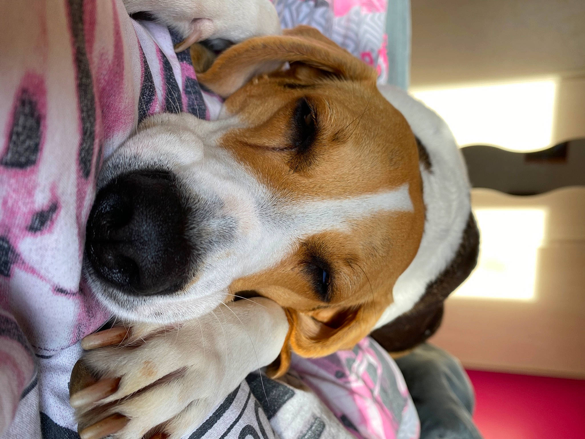 Roxie a rejoint le concours — aidez-le/la à gagner de superbes lots ! beagle, beaglier, canidae, carnivore, collar, companion_dog, dog, dog_breed, dog_collar, dog_supply, ear, fawn, finnish_hound, fur, hound, leash, puppy_love, scent_hound, snout, sporting_group