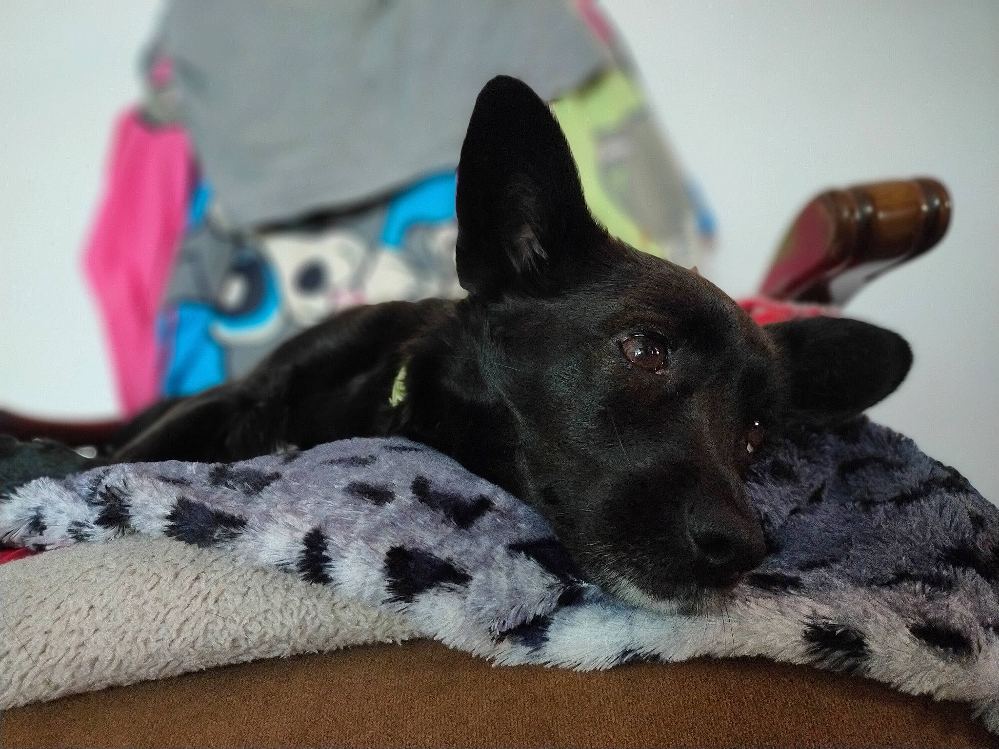 Orane a rejoint le concours — aidez-le/la à gagner de superbes lots ! australian_cattle_dog, canidae, carnivore, dog, dog_breed, dog_supply, fur, paw, pet_supply, snout, sporting_group, texas_heeler, working_animal, working_dog