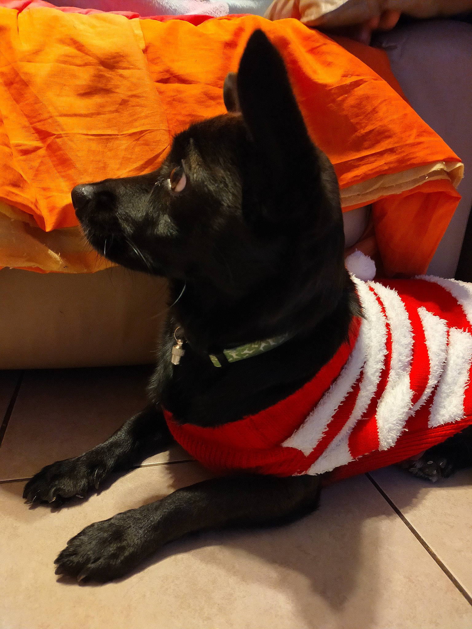 Orane a rejoint le concours — aidez-le/la à gagner de superbes lots ! canidae, carnivore, collar, comfort, companion_dog, couch, dog, dog_breed, dog_clothes, dog_collar, dog_supply, formosan_mountain_dog, leash, non_sporting_group, pet_supply, snout, sporting_group, tail, vertebrate, working_animal