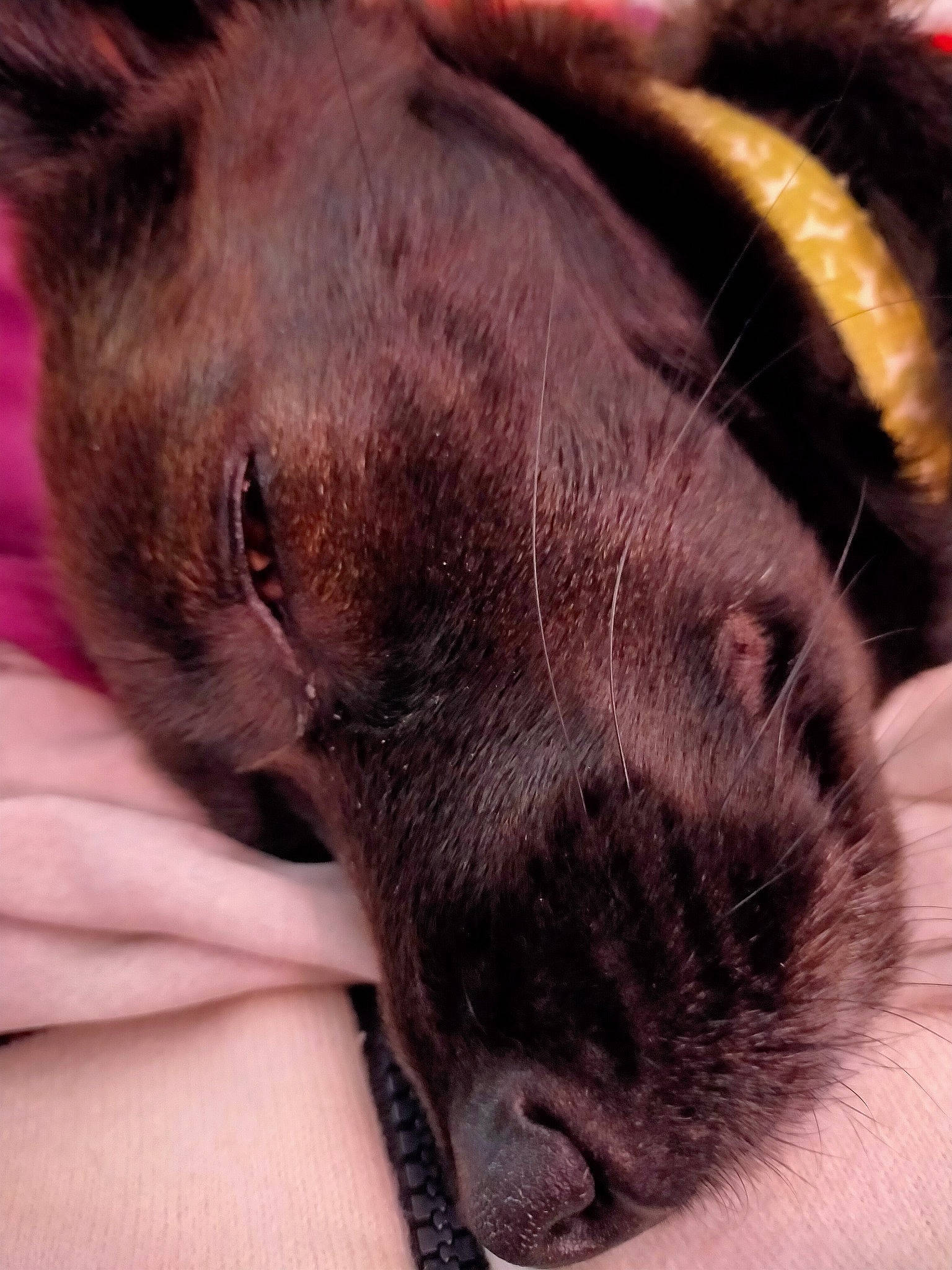 Orane a rejoint le concours — aidez-le/la à gagner de superbes lots ! brown, canidae, carnivore, close_up, collar, companion_dog, dog, dog_breed, flesh, fur, liver, nail, organ, pack_animal, skin, snout, terrestrial_animal, vertebrate, working_animal, working_dog