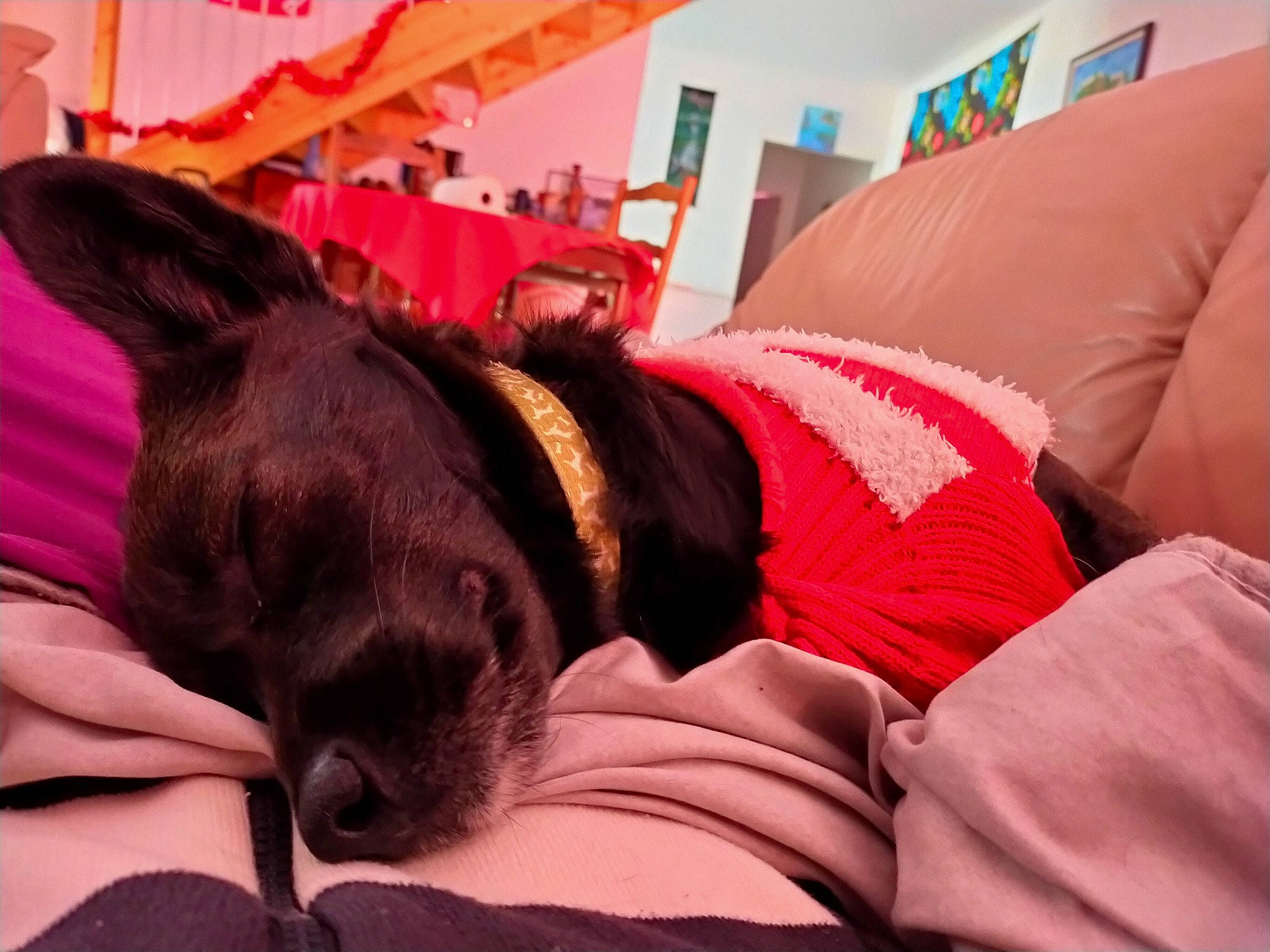 Orane a rejoint le concours — aidez-le/la à gagner de superbes lots ! canidae, carnivore, comfort, companion_dog, couch, dog, dog_breed, linens, liver, living_room, nap, pet_supply, pillow, sleep, snout, sporting_group, throw_pillow, working_animal, working_dog