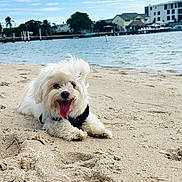 Hendrix is registered to the contest to win money with this photo: beach, canine, clouds, coast, daytime, dog, fluffy, happy, nature, outdoor, pet, relaxing, sand, shore, sky, summer, sunny, tongue_out, vacation, water