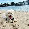 beach, canine, clouds, coast, daytime, dog, fluffy, happy, nature, outdoor, pet, relaxing, sand, shore, sky, summer, sunny, tongue_out, vacation, water
