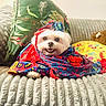 Hendrix joined the competition — help win amazing prizes! colorful, couch, cozy, cute, dog, fabric, floral, furniture, home, indoor, monkey_toy, patterned, pet, pillows, plush_toy, scarf, smiling, soft, white_dog, wrapped