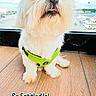 Hendrix is registered to the contest to win money with this photo: animal, boats, cute, dog, entitled_expression, fluffy, funny_text, green_harness, harness, indoor, marina, pet, portrait, sitting, small_dog, sunlight, water, white_dog, window, wooden_floor