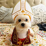 Bubbu is registered to the contest to win money with this photo: dog, white_dog, costume, pope_hat, robe, bed, bedspread, patterned_bedspread, pet, cute, animal, indoors, portrait, small_dog, fur, bedroom, decor, sitting, looking_at_camera, adorable