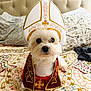 dog, white_dog, costume, pope_hat, robe, bed, bedspread, patterned_bedspread, pet, cute, animal, indoors, portrait, small_dog, fur, bedroom, decor, sitting, looking_at_camera, adorable