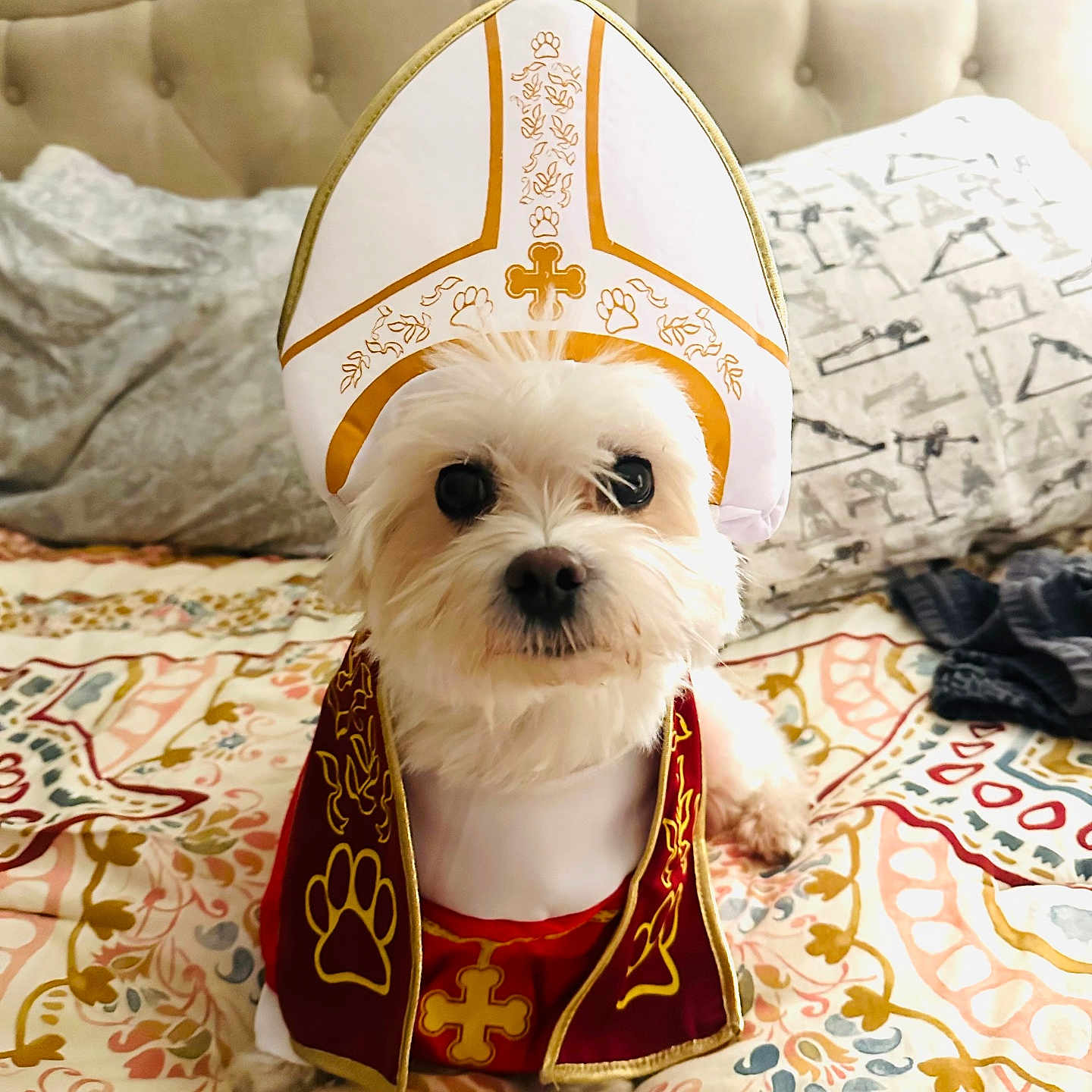 Bubbu is registered to the contest to win money with this photo: adorable, animal, bed, bedroom, bedspread, costume, cute, decor, dog, fur, indoors, looking_at_camera, patterned_bedspread, pet, pope_hat, portrait, robe, sitting, small_dog, white_dog