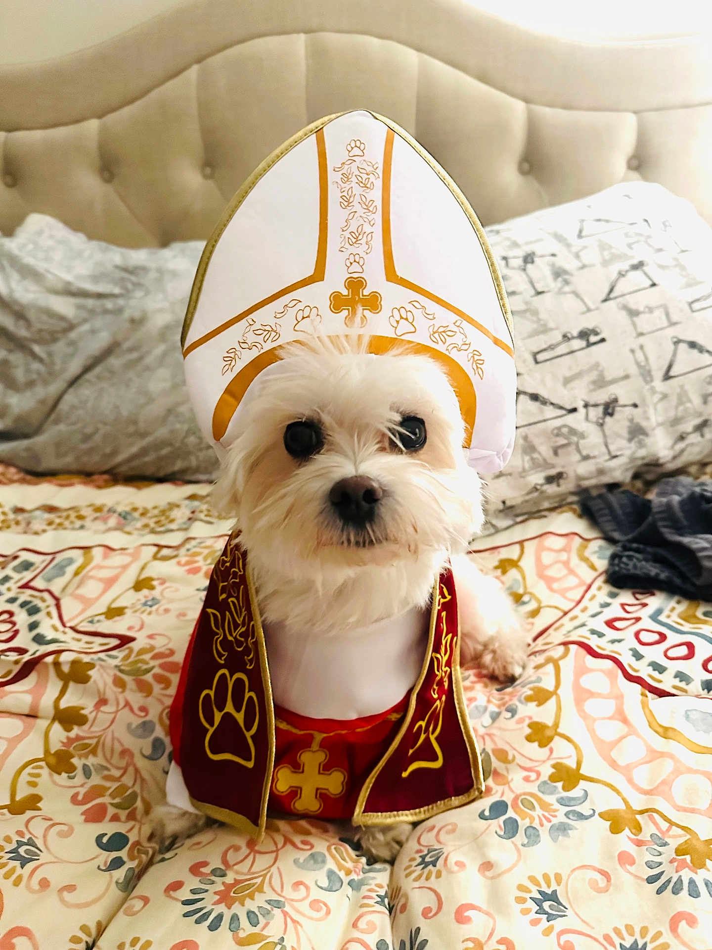 Bubbu is registered to the contest to win money with this photo: dog, white_dog, costume, pope_hat, robe, bed, bedspread, patterned_bedspread, pet, cute, animal, indoors, portrait, small_dog, fur, bedroom, decor, sitting, looking_at_camera, adorable