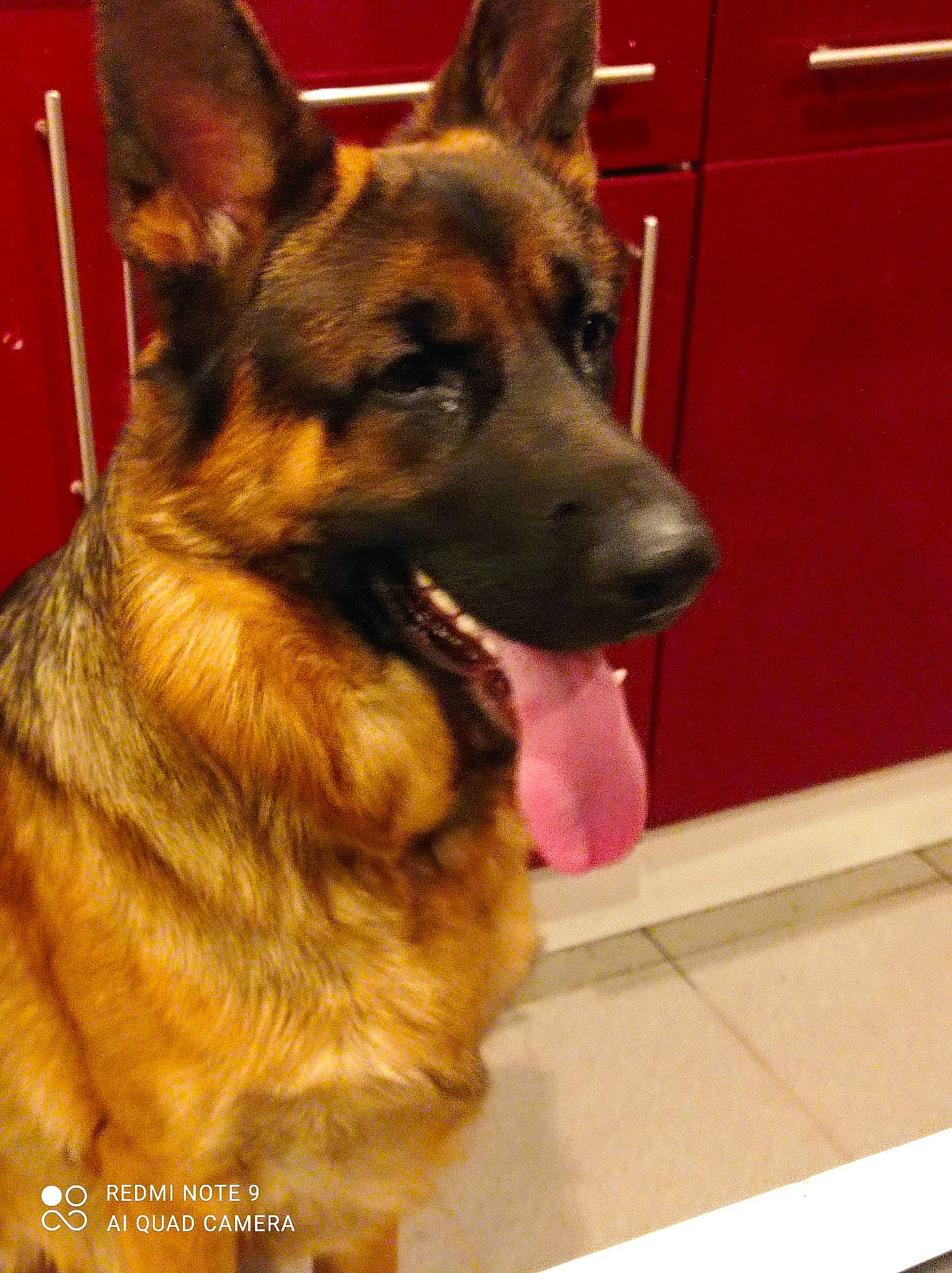 Foster a rejoint le concours — aidez-le/la à gagner de superbes lots ! canidae, carnivore, companion_dog, dog, dog_breed, door, east_european_shepherd, event, fawn, flooring, fur, german_shepherd_dog, guard_dog, herding_dog, king_shepherd, old_german_shepherd_dog, snout, sporting_group, working_animal, working_dog