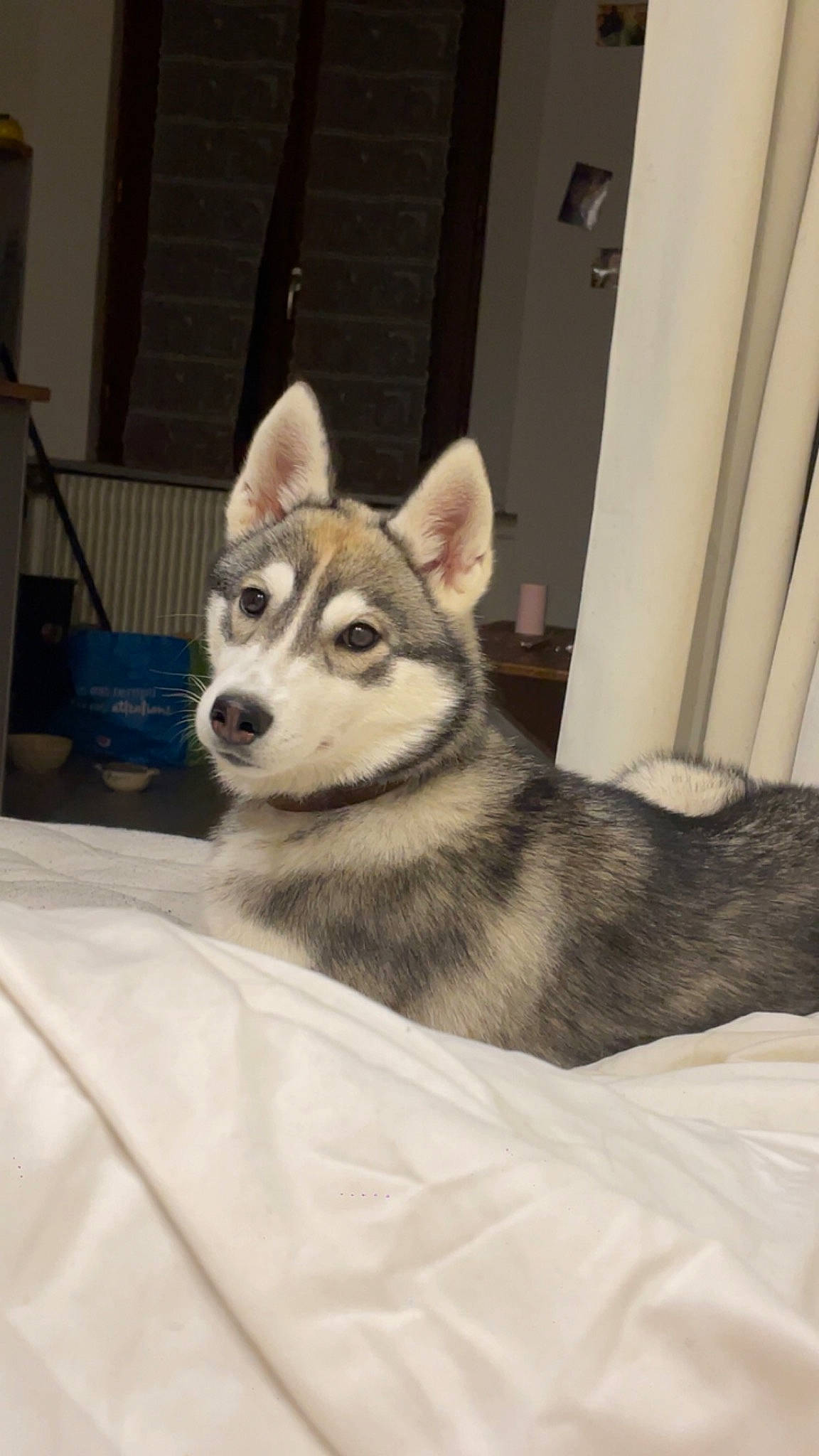 Uthak a rejoint le concours — aidez-le/la à gagner de superbes lots ! canidae, canis, carnivore, comfort, companion_dog, dog, dog_breed, flooring, fur, non_sporting_group, sled_dog, snout, sporting_group, terrestrial_animal, whiskers, wolf, working_animal, working_dog