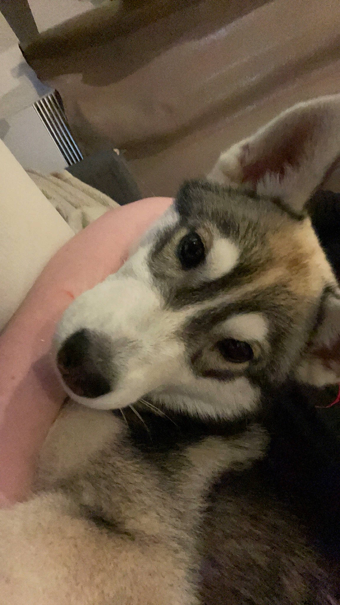 Uthak participe au concours pour gagner de l'argent avec cette photo : canidae, canis, carnivore, companion_dog, dog, dog_breed, fur, kitchen_utensil, non_sporting_group, siberian_husky, sled_dog, snout, sporting_group, terrestrial_animal, whiskers, wildlife, wolf, working_animal, working_dog