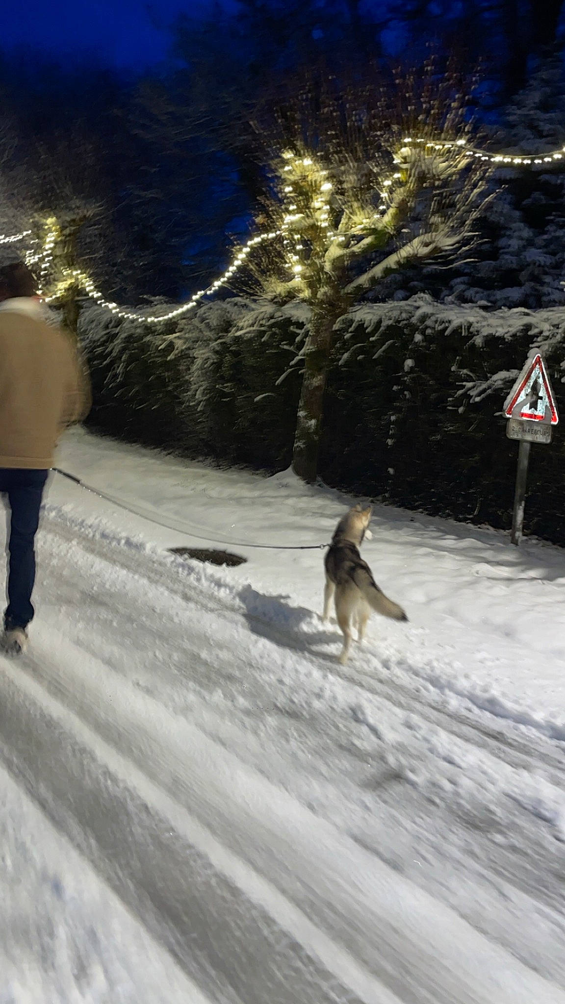 Uthak a rejoint le concours — aidez-le/la à gagner de superbes lots ! canidae, carnivore, dog, dog_breed, event, freezing, fur, geological_phenomenon, mammal, plant, precipitation, recreation, shadow, slope, snow, tail, traffic_sign, tree, vertebrate, winter