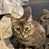 animal, blanket, blurred_background, cat, close_up, couch, cozy, curious, domestic, ears, feline, fur, home, indoor, pet, portrait, sitting, soft_texture, whiskers, yellow_eyes
