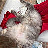 animal, cat, chair, cozy, cute, domestic_cat, fluffy, fur, gray_cat, indoor, napping, paw, pet, red_cloth, relaxed, resting, sleeping, soft, tile_floor, whiskers